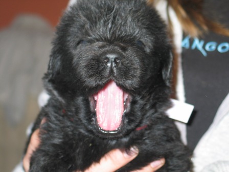 Emma baby yawn