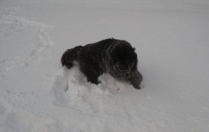 Sally playing in the snow