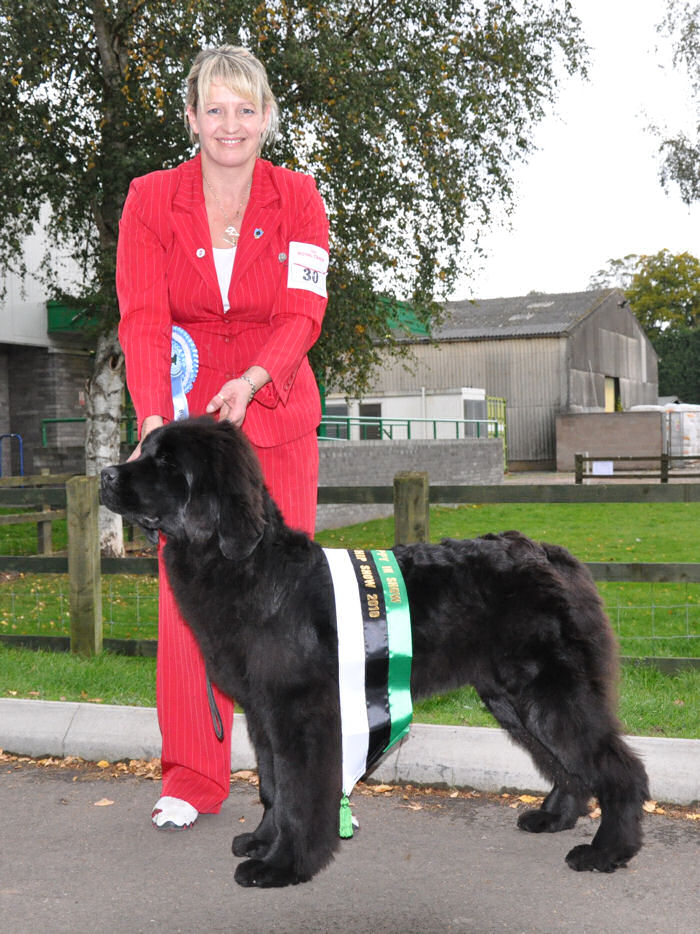 Best Puppy in Show at the Newfoundland Club Championship Show