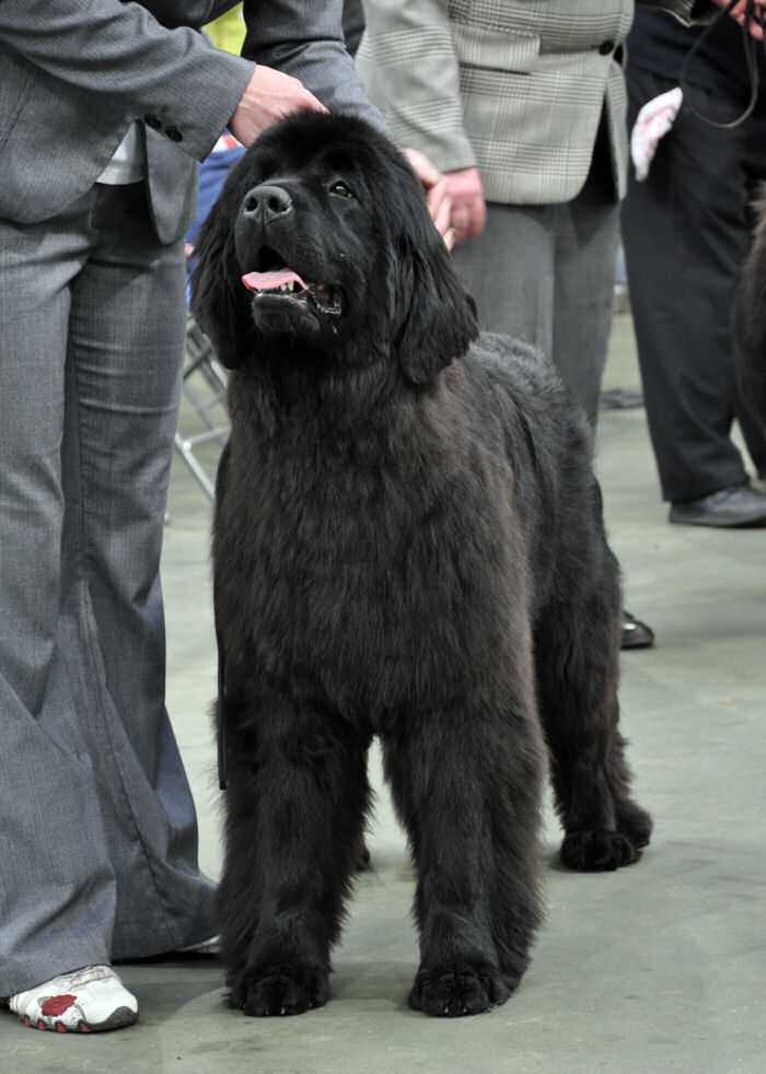 Best Bitch Puppy at the Newfoundland Club Open Show