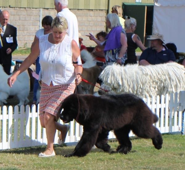 Tyler as a puppy in the show ring