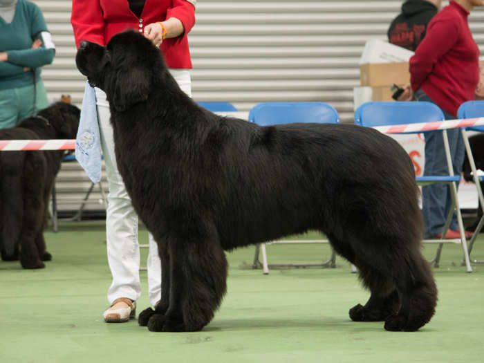 Tyler stacked in the show ring