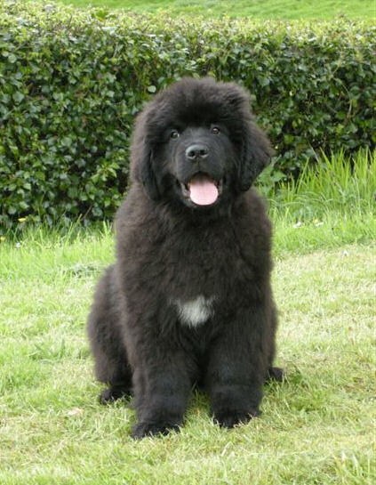 Newfie puppies grow fast