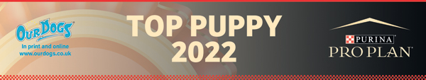 UK's Top Winning Newfoundland Puppy 2022