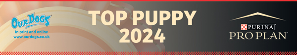 Top Newfoundland Puppy 2024