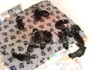 A newly born litter