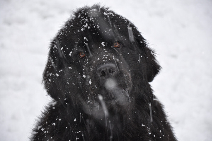 Headshot of Flo in the snow
