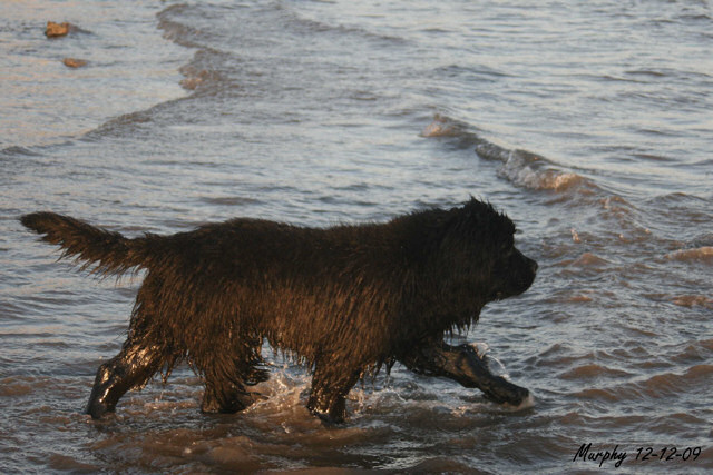 Murphy heading in to the sea again