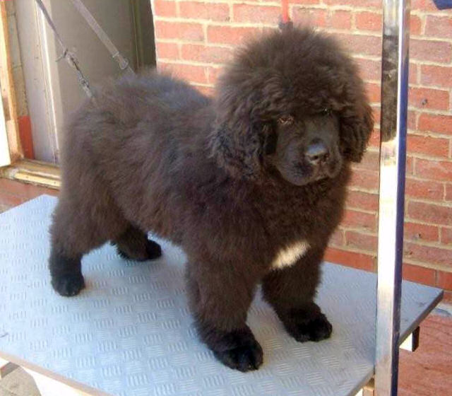 Sandbears Heartbreaker on the grooming table