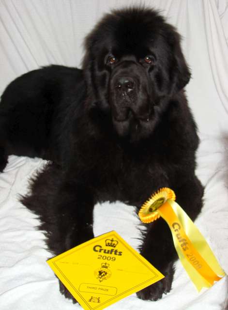 Snob with his Crufts rosette